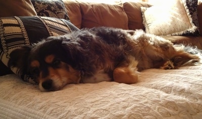 Side view - A black, brown and white Shel-Aussie dog is laying on its right side on a person's bed and it is looking forward.